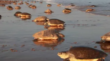 Olive Ridley turtles avoid Odisha's Gahirmatha beach