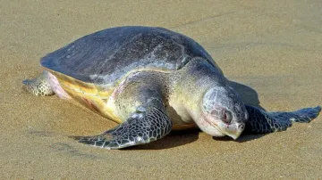 World's largest-known nesting ground of Olive Ridley turtles is in Odisha; things you should know