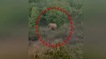 Wild tusker roams in Bhubaneswar, creates panic among locals