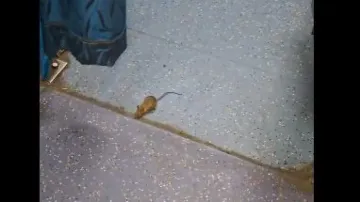 Rat menace in AC coach of train: Indian Railways reacts, netizens upset