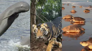 Odisha’s wildlife and biodiversity: A thriving Indian hotspot for conservation