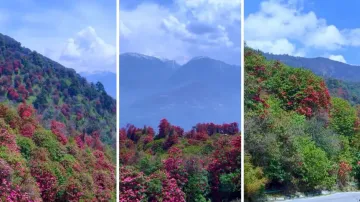 'Spring fever': Anand Mahindra mesmerised by beauty of this state, watch
