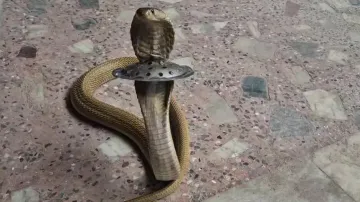 Cobra gets stuck in trap, rescued safely in OUAT hostel in Bhubaneswar