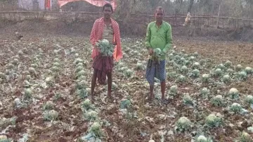 Devastating Kalbaisakhi and hail storm destroy crops in Odisha, farmers in distress