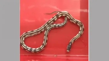 Rare animals seized at Bhubaneswar Airport