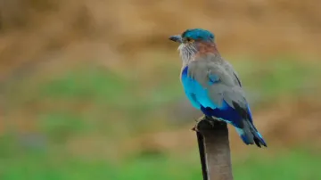 Neelkanth, the state bird of Odisha: Know its cultural and spiritual significance