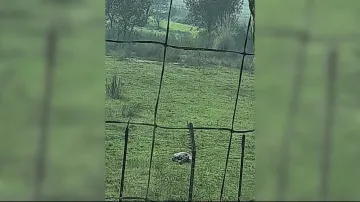 BSF shoots dead Pak intruder along IB in J&K
