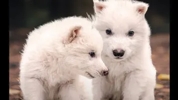 Dire Wolf 'resurrected' 