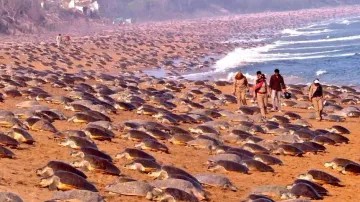 What makes Odisha’s Olive Ridley Turtles unique? Study reveals incredible details