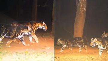 Why are melanistic or ‘black’ tigers exclusive to Odisha’s Similipal? Secret explained
