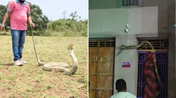 In pictures: Giant snake of 'Chinese breed' enters Odisha village, caught