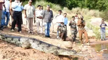 Seven adult gharials, including five from Nandankanan, released into Odisha’s Satkosia