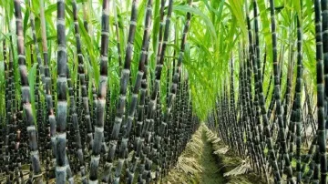 Centre hikes fair price for sugarcane to Rs 355 a quintal, 5 crore farmers to gain
