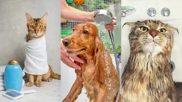 Pet grooming in summers
