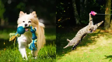 Outdoor pet activities