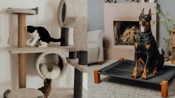 Indoor summer activities for pets