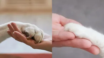 Pet paw care