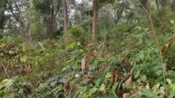 Maoist camp in Bolangir