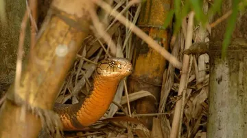 Cobra Capital! Know village with highest snake population; it's not in Odisha, Assam or Nagaland