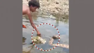 Giant python spotted in Ib River near Sundargarh; video goes viral