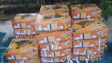 After Italy and London, Odisha’s Amrapali mangoes find new home in Dubai
