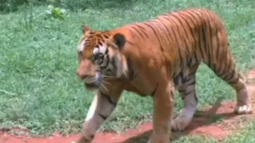 Tigress in Odisha forest