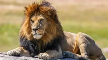 Lion sleep away