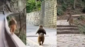 Monkey spotted running upright on hind limbs like humans watch