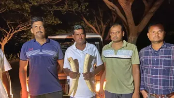 Elephant tusks worth Rs 50 lakh seized in Odisha, 1 poacher arrested