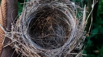 Russia-Ukraine war fallout: Birds use fiber optic wires from drones to build nests