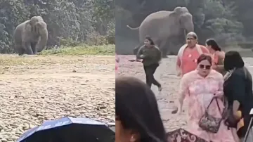 Jumbo chases off intruders from its habitat, frightened picnickers run for their lives watch