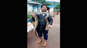 Giant python rescued in Odisha; video goes viral