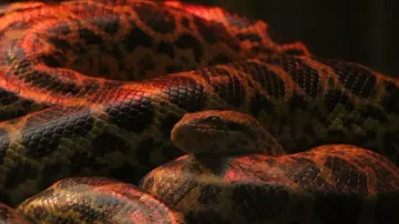 yellow anacondas born in Odisha's Nandankanan Zoo