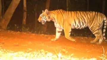 Elusive tigress Zeenat
