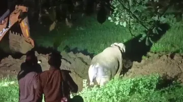 Elephant falls into well while searching for food in Odisha