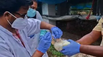 Swab sample collected from birds suspected to be infected with H5N1 influenza