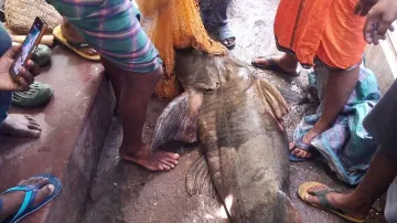 Rare fish weighing around 100 Kg netted from Mahanadi in Odisha