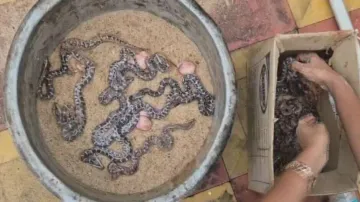 14 python eggs hatched through artificial incubation in a rare conservation success in Odisha