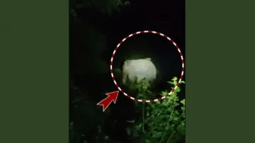 Elephant wreaks havoc in Banki