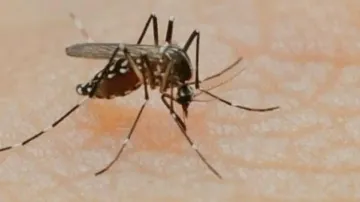 Dengue menace in Bhubaneswar