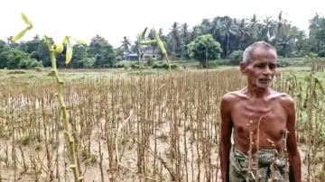 Water level drops, but crisis deepens for farmers as flood destroys Balasore farmlands