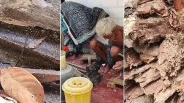 Puri battles ant invasion; daily life disrupted, health hazards rise