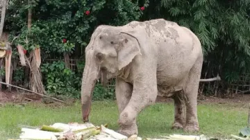 Elephant 