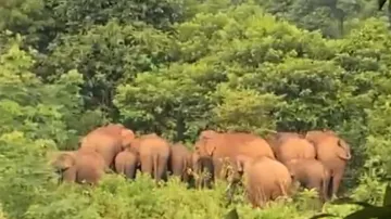 Herd of 30 elephants wreaks havoc in Odisha’s Karanjia, damages houses and crops
