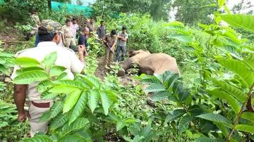 Female elephant found dead in Satkosia forest