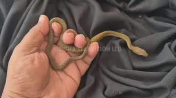 Snake rescued from Odisha CM Mohan Majhi’s grievance cell in Bhubaneswar