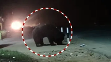 Bear seen roaming near Budharaja Temple in Odisha