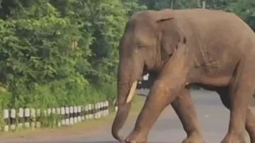 Tusker creates panic in Dhenkanal village, blocks road for 2 hours