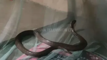 8-foot cobra spends hours beside sleeping man in Odisha, leaves him unharmed 
