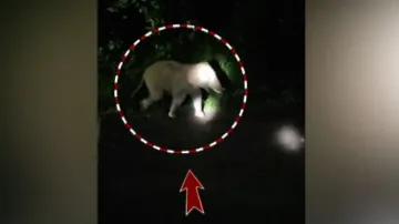 Lone tusker sparks panic in Bonai, destroys crops and homes